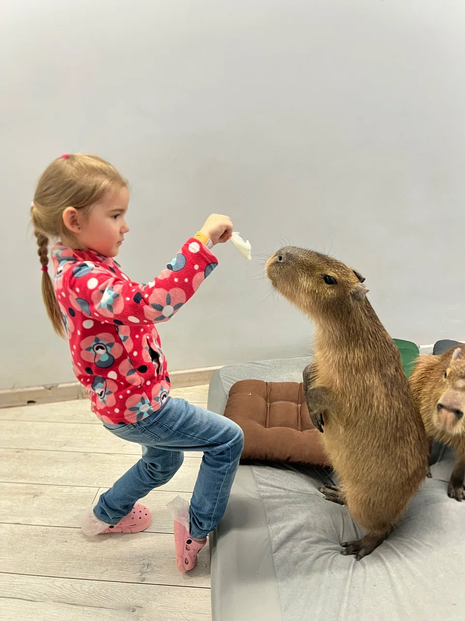 Фото Кафе Бар Капибар - Зоопарки / Фермы / Океонариумы в Москве | Досугатор