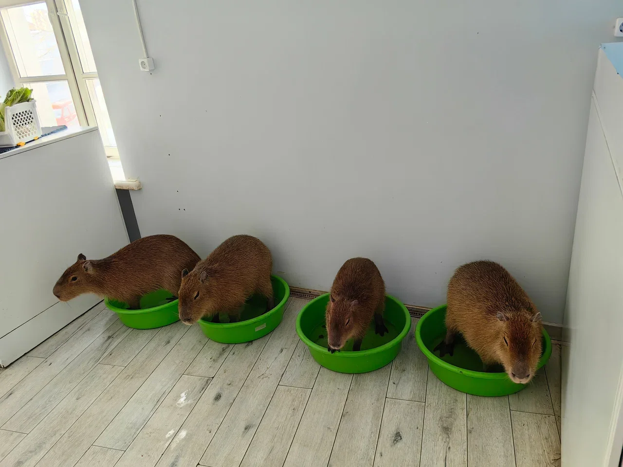 Фото Кафе Бар Капибар - Зоопарки / Фермы / Океонариумы в Москве | Досугатор