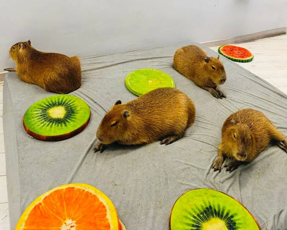 Фото Кафе Бар Капибар - Зоопарки / Фермы / Океонариумы в Москве | Досугатор