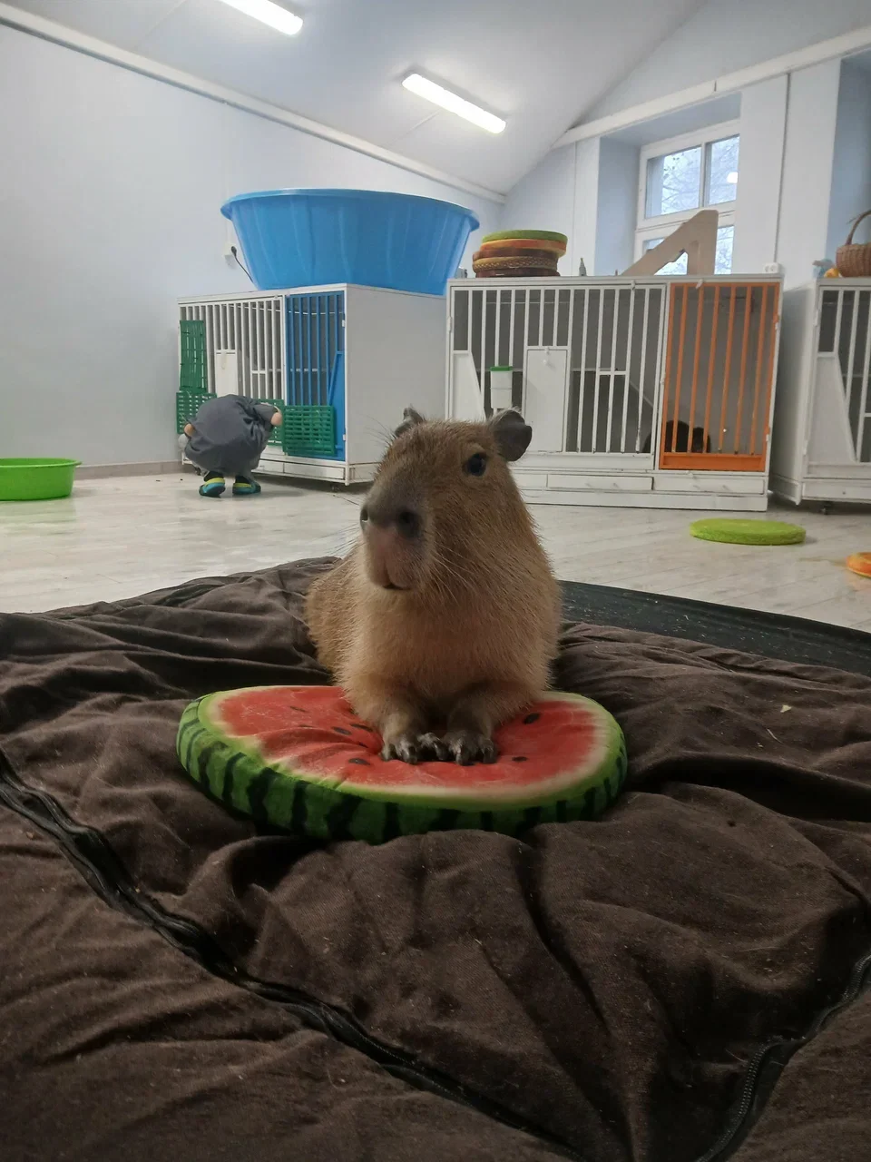 Фото Кафе Бар Капибар - Зоопарки / Фермы / Океонариумы в Москве | Досугатор