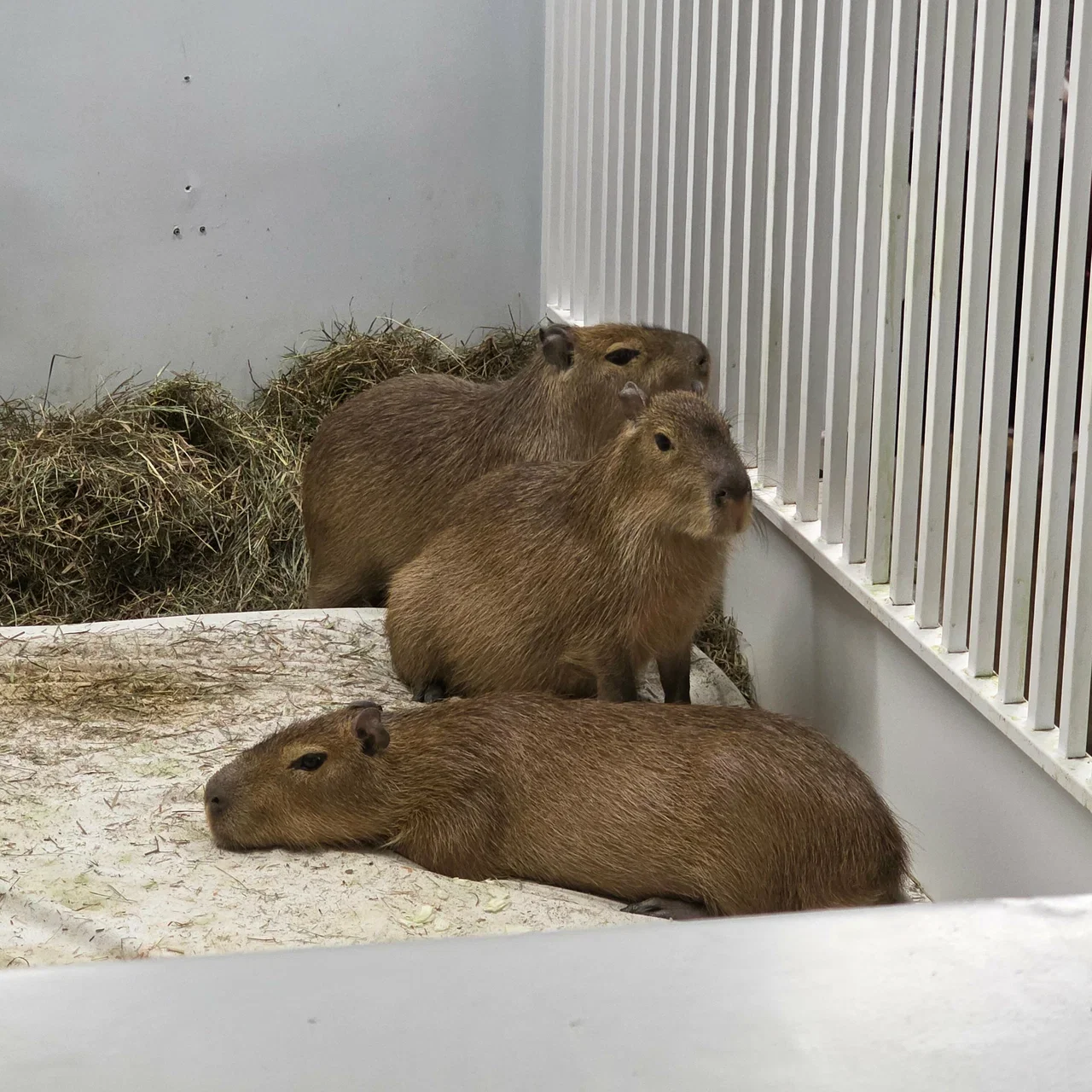 Фото Кафе Бар Капибар - Зоопарки / Фермы / Океонариумы в Москве | Досугатор