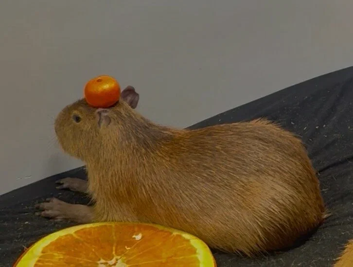 Фото Кафе Бар Капибар - Зоопарки / Фермы / Океонариумы в Москве | Досугатор