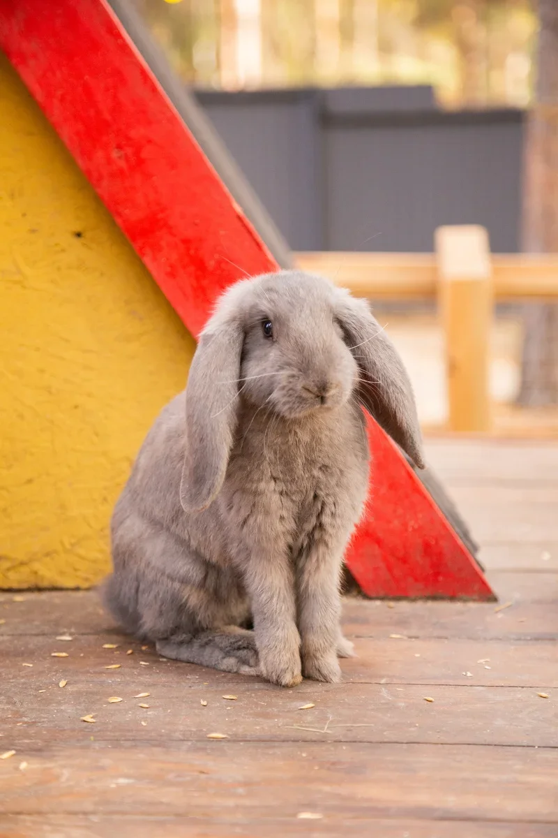 Фото Парк альпак Пача Мама в Домодедово - Парки в Москве | Досугатор