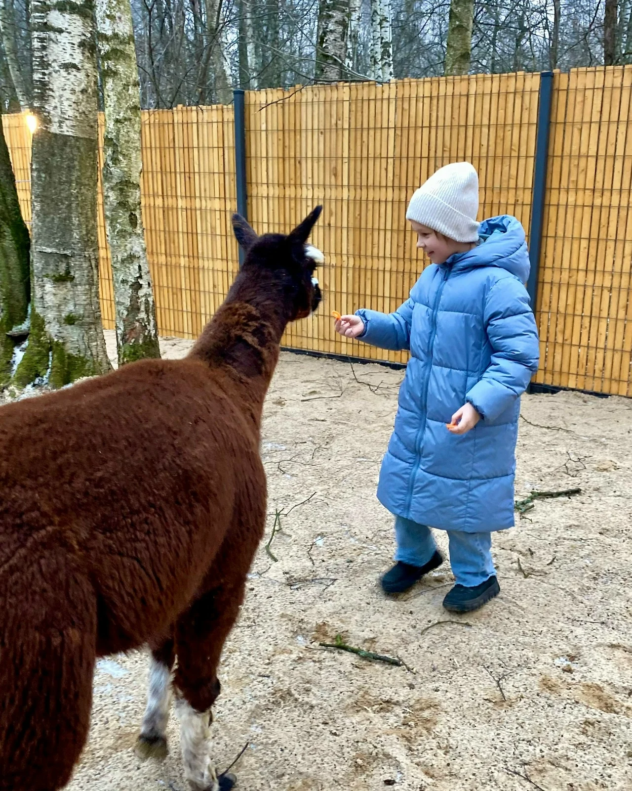 Фото Парк альпак Пача Мама в Домодедово - Парки в Москве | Досугатор