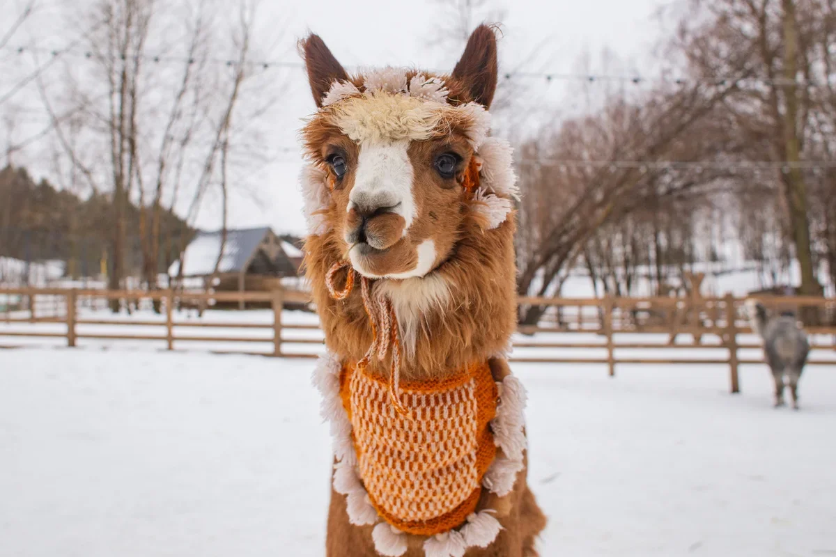 Фото Парк альпак Пача Мама в Домодедово - Парки в Москве | Досугатор