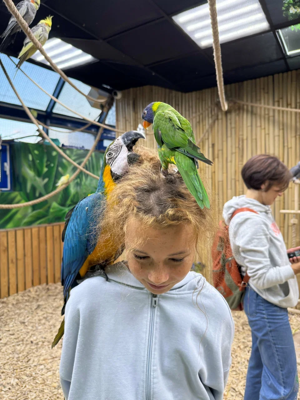 Фото 101 попугай - контактный зоопарк с попугаями - Антикафе с животными в Москве | Досугатор