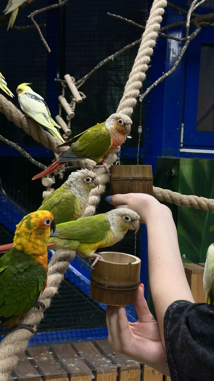 Фото 101 попугай - контактный зоопарк с попугаями - Антикафе с животными в Москве | Досугатор
