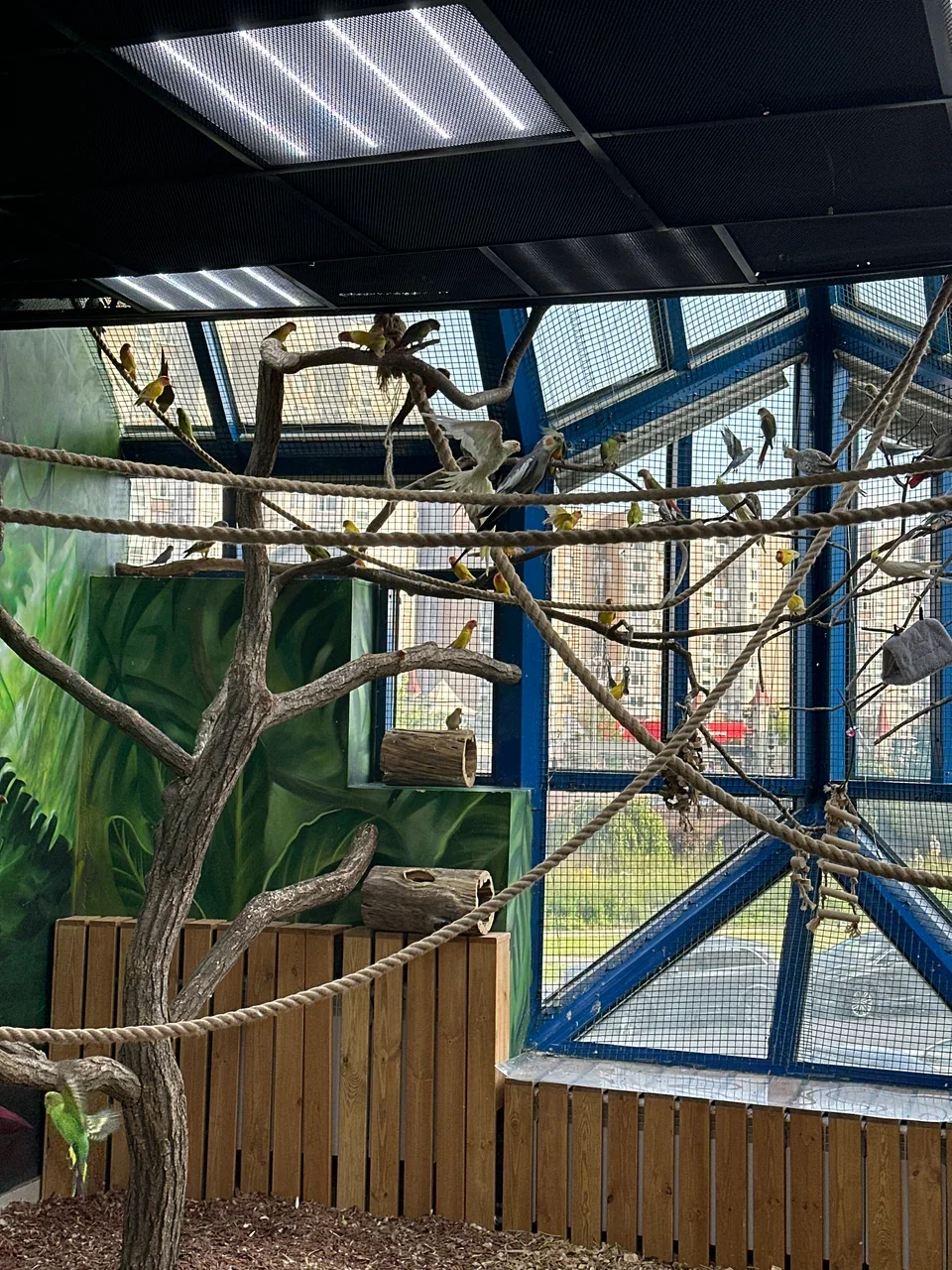 Фото 101 попугай - контактный зоопарк с попугаями - Антикафе с животными в Москве | Досугатор