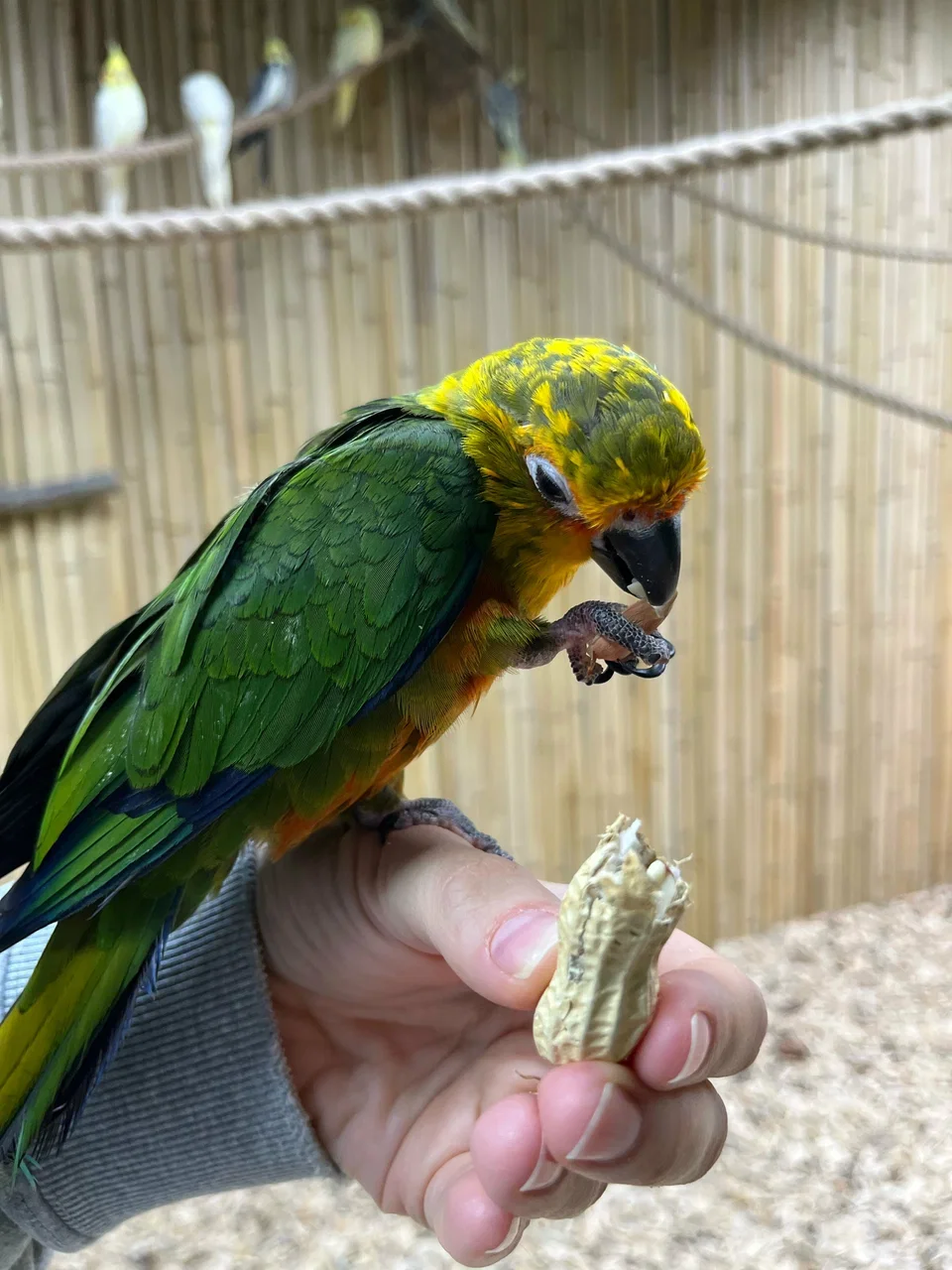 Фото 101 попугай - контактный зоопарк с попугаями - Антикафе с животными в Москве | Досугатор