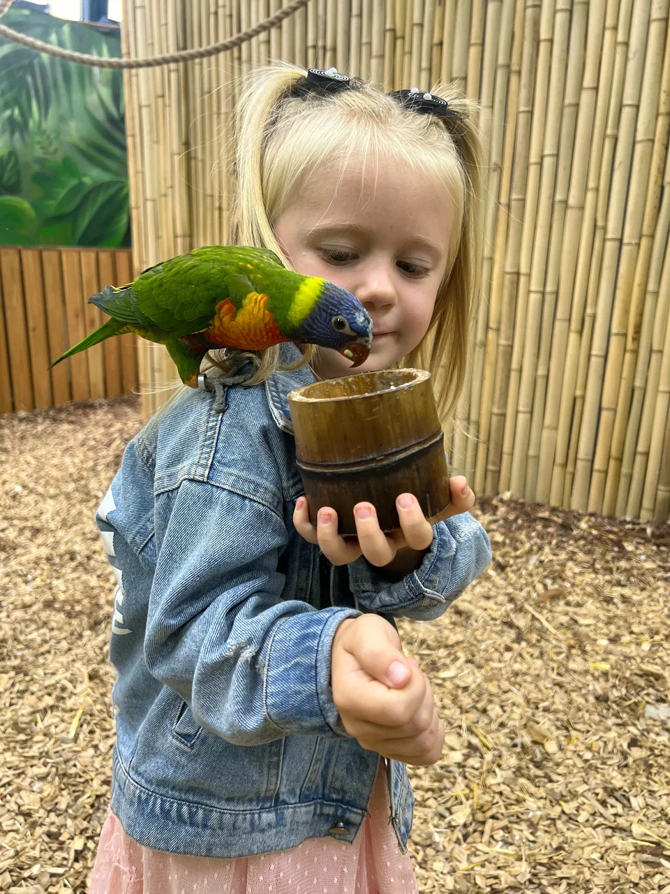 Фото 101 попугай - контактный зоопарк с попугаями - Антикафе с животными в Москве | Досугатор