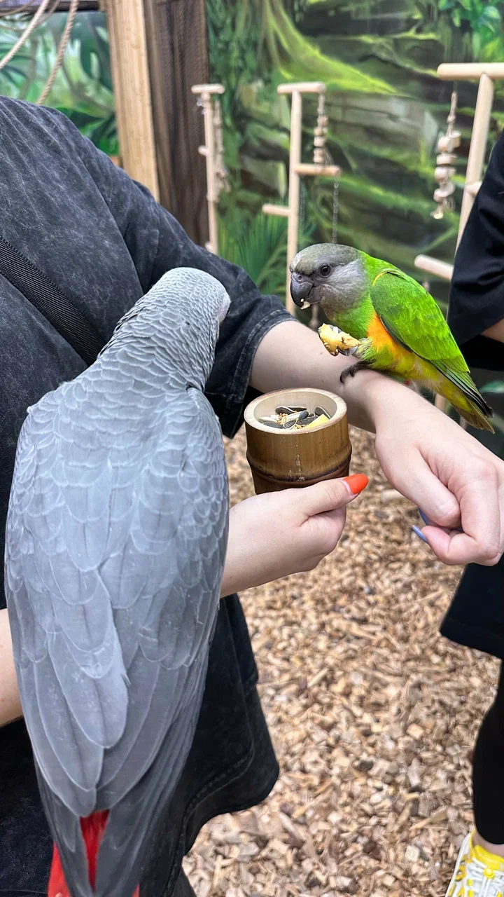 Фото 101 попугай - контактный зоопарк с попугаями - Антикафе с животными в Москве | Досугатор