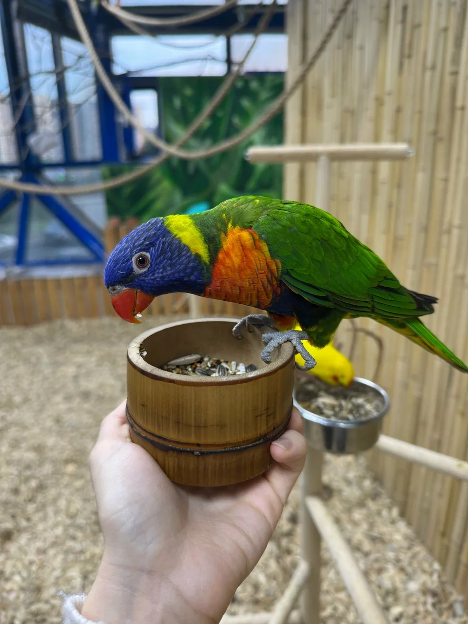 Фото 101 попугай - контактный зоопарк с попугаями - Антикафе с животными в Москве | Досугатор