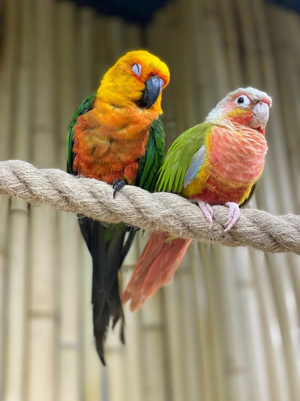 Фото 101 попугай - контактный зоопарк с попугаями - Антикафе с животными в Москве | Досугатор