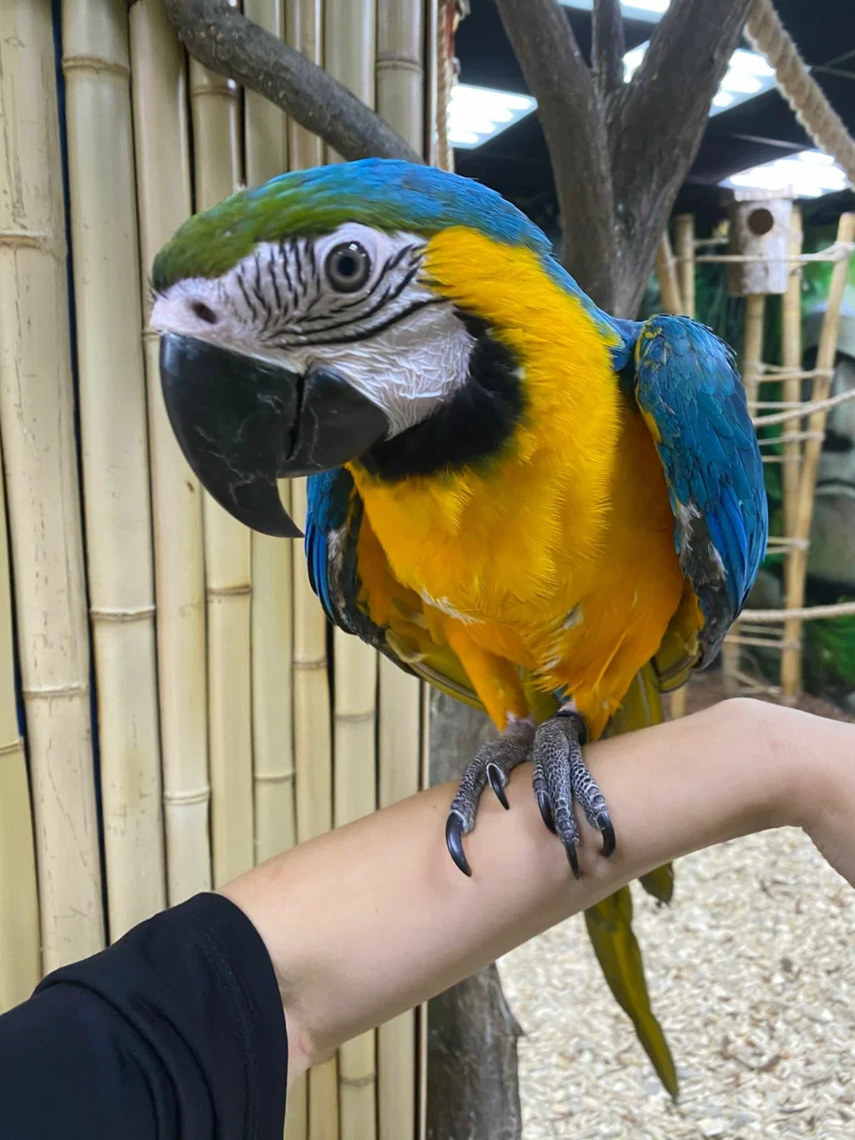 Фото 101 попугай - контактный зоопарк с попугаями - Антикафе с животными в Москве | Досугатор