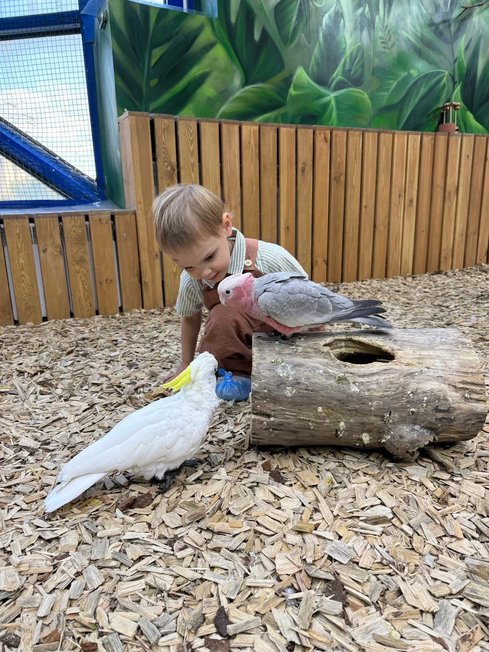 101 попугай - контактный зоопарк с попугаями