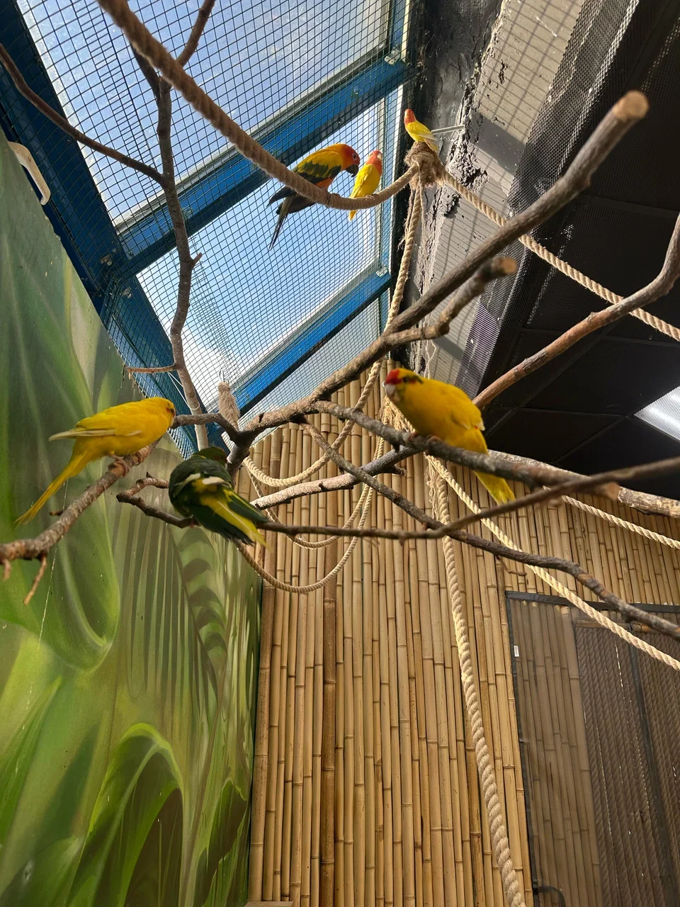 Фото 101 попугай - контактный зоопарк с попугаями - Антикафе с животными в Москве | Досугатор