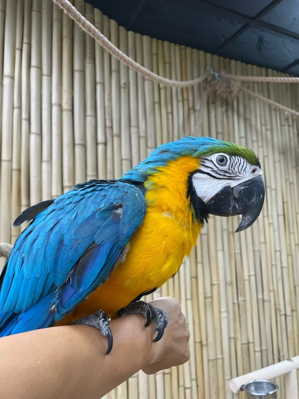 Фото 101 попугай - контактный зоопарк с попугаями - Антикафе с животными в Москве | Досугатор