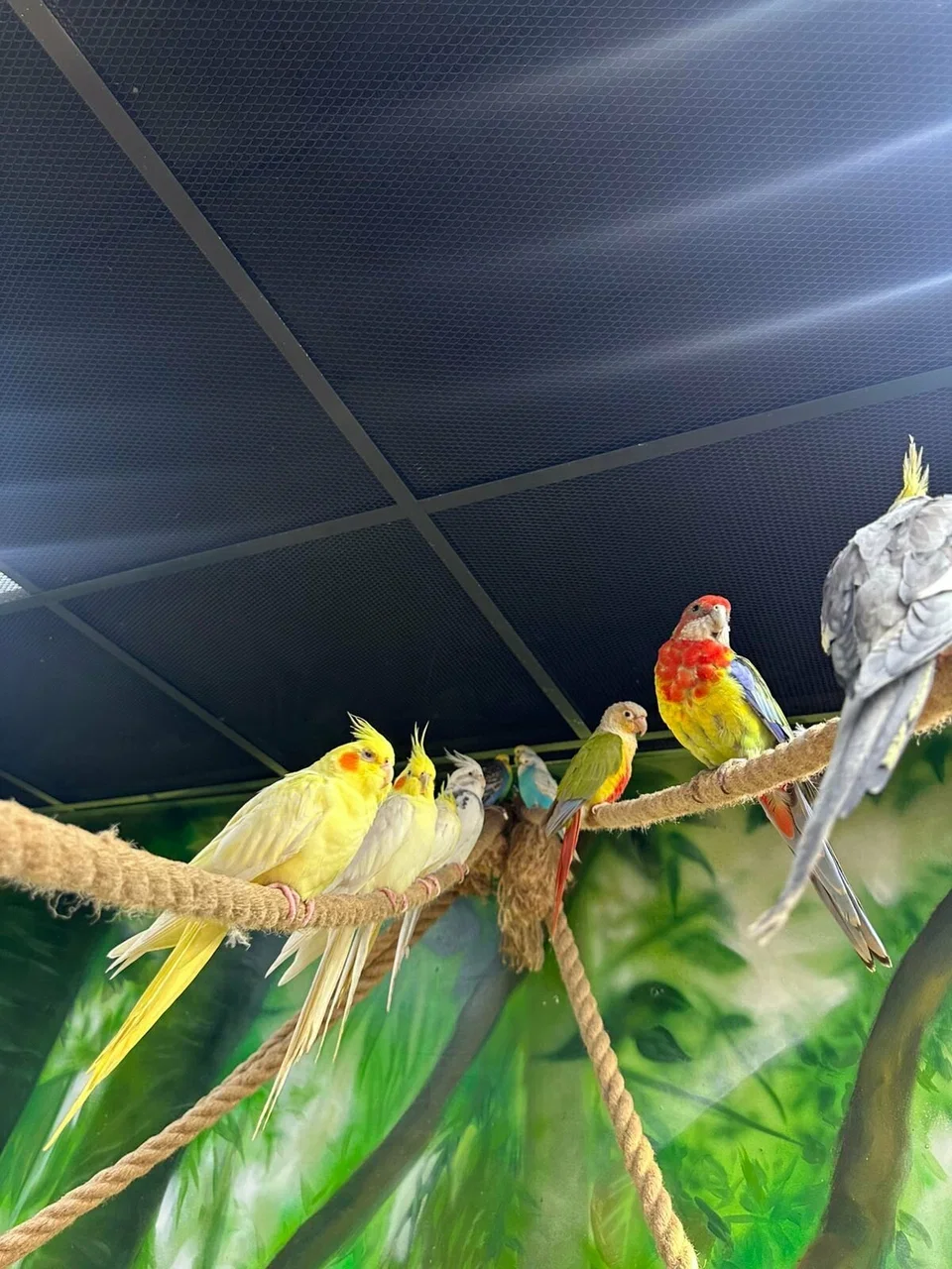 Фото 101 попугай - контактный зоопарк с попугаями - Антикафе с животными в Москве | Досугатор