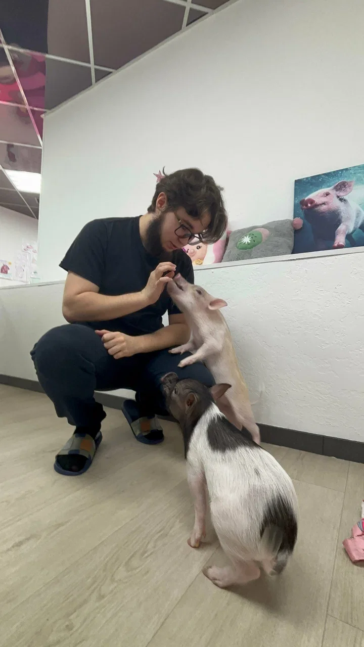 Фото Антикафе с мини-пигами Piggi Place на Рязанском проспекте - Зоопарки / Фермы / Океонариумы в Москве | Досугатор