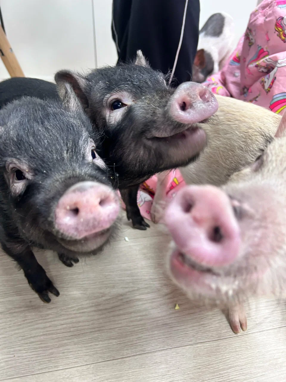 Фото Антикафе с мини-пигами Piggi Place на Рязанском проспекте - Зоопарки / Фермы / Океонариумы в Москве | Досугатор