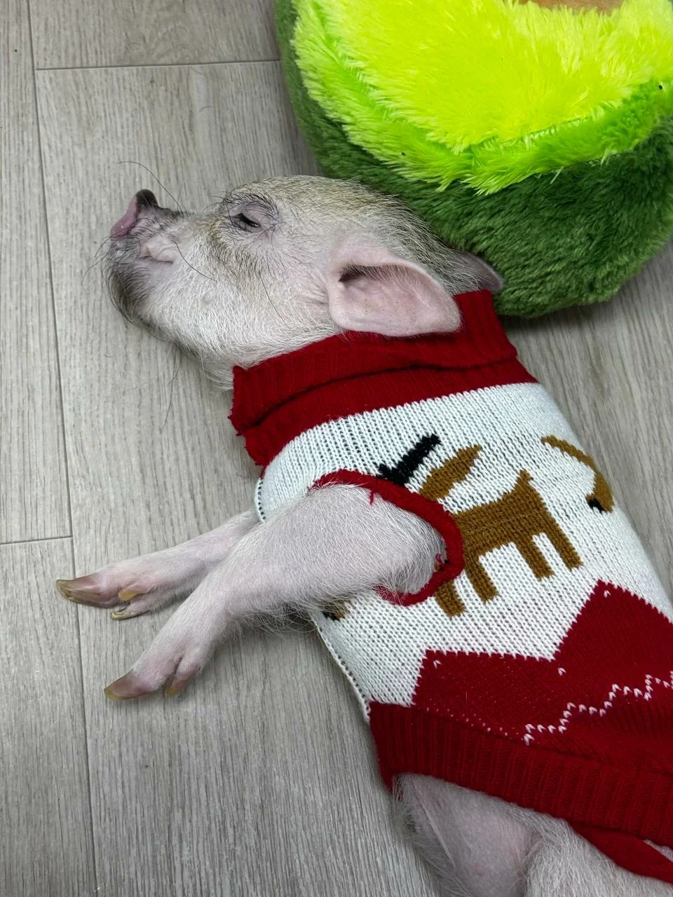 Фото Антикафе с мини-пигами Piggi Place на Рязанском проспекте - Зоопарки / Фермы / Океонариумы в Москве | Досугатор