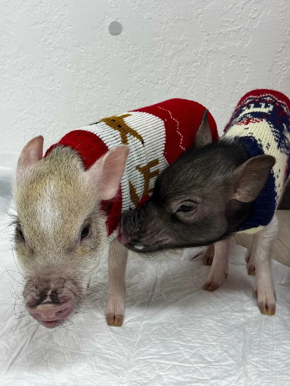 Фото Антикафе с мини-пигами Piggi Place на Рязанском проспекте - Зоопарки / Фермы / Океонариумы в Москве | Досугатор