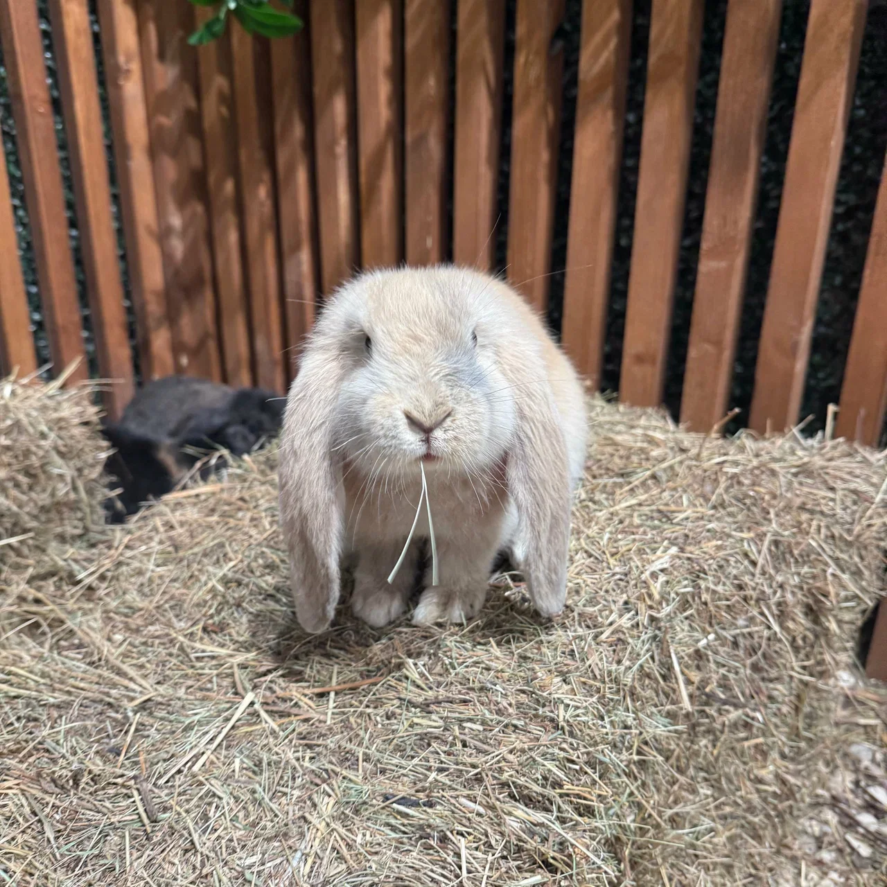 Фото Лапки парк - Зоопарки в Москве | Досугатор