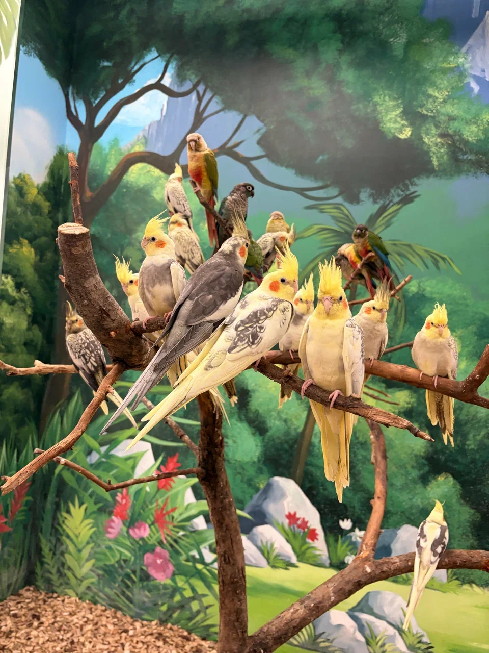 Фото Лапки парк - Зоопарки в Москве | Досугатор