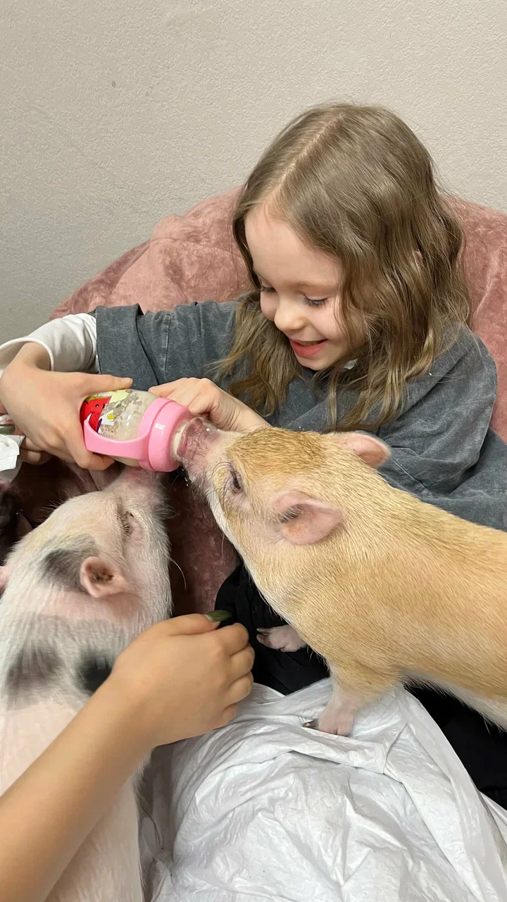 Фото Антикафе с мини-пигами Piggi Place на Профссоюзной - Зоопарки / Фермы / Океонариумы в Москве | Досугатор