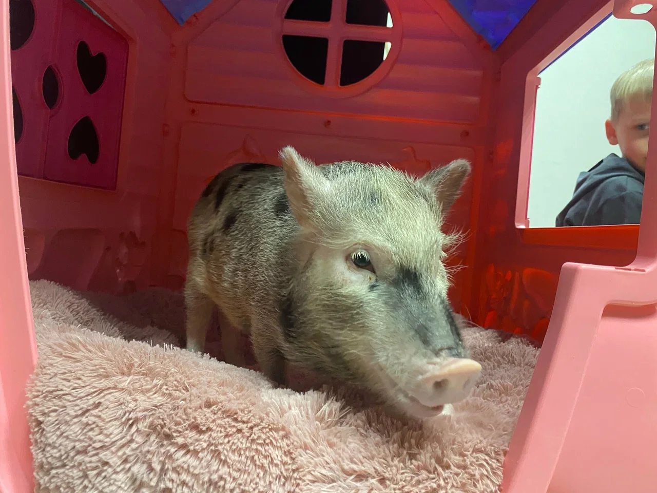 Фото Антикафе с мини-пигами Piggi Place на Профссоюзной - Зоопарки / Фермы / Океонариумы в Москве | Досугатор