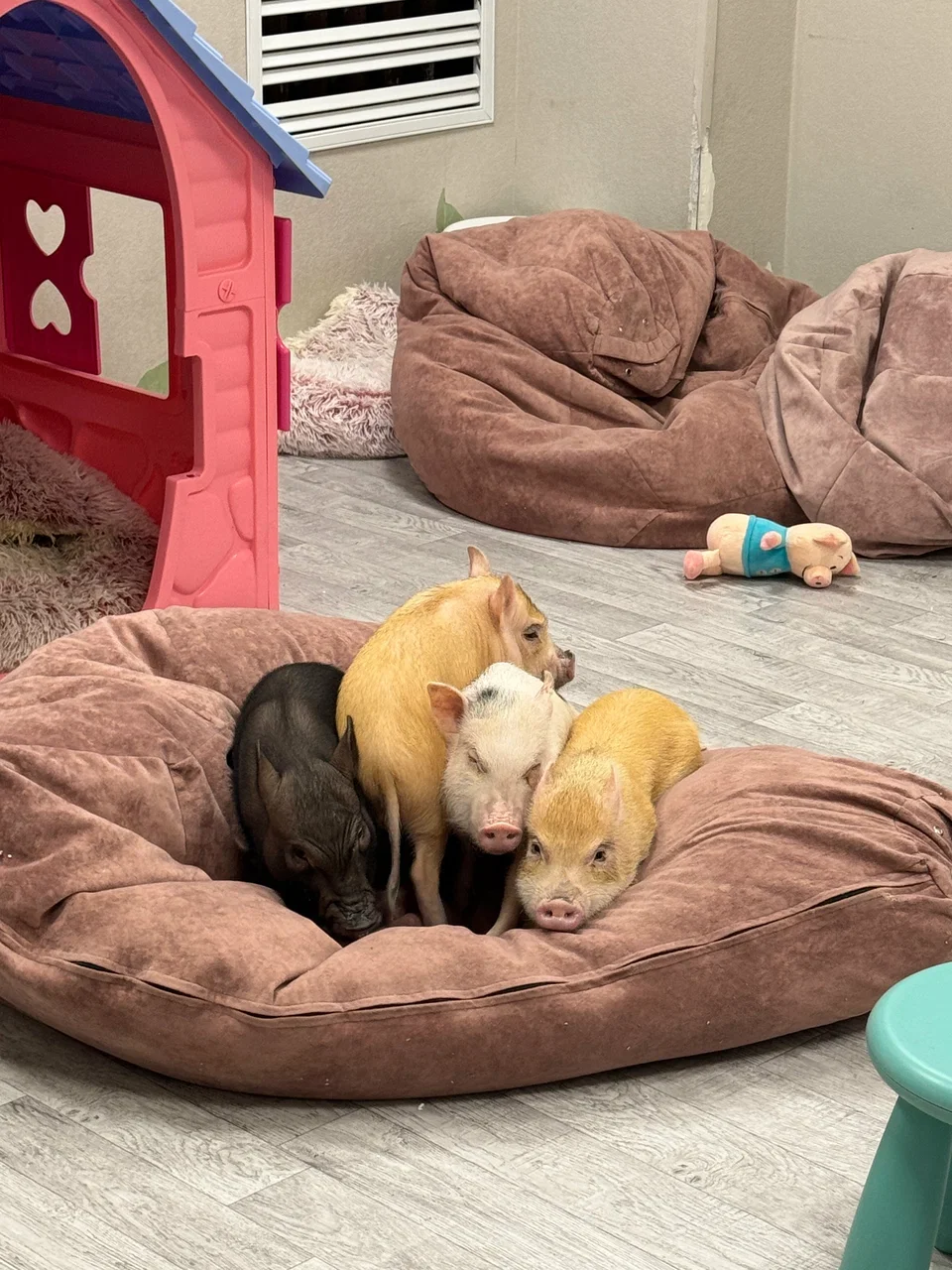 Фото Антикафе с мини-пигами Piggi Place на Профссоюзной - Зоопарки / Фермы / Океонариумы в Москве | Досугатор