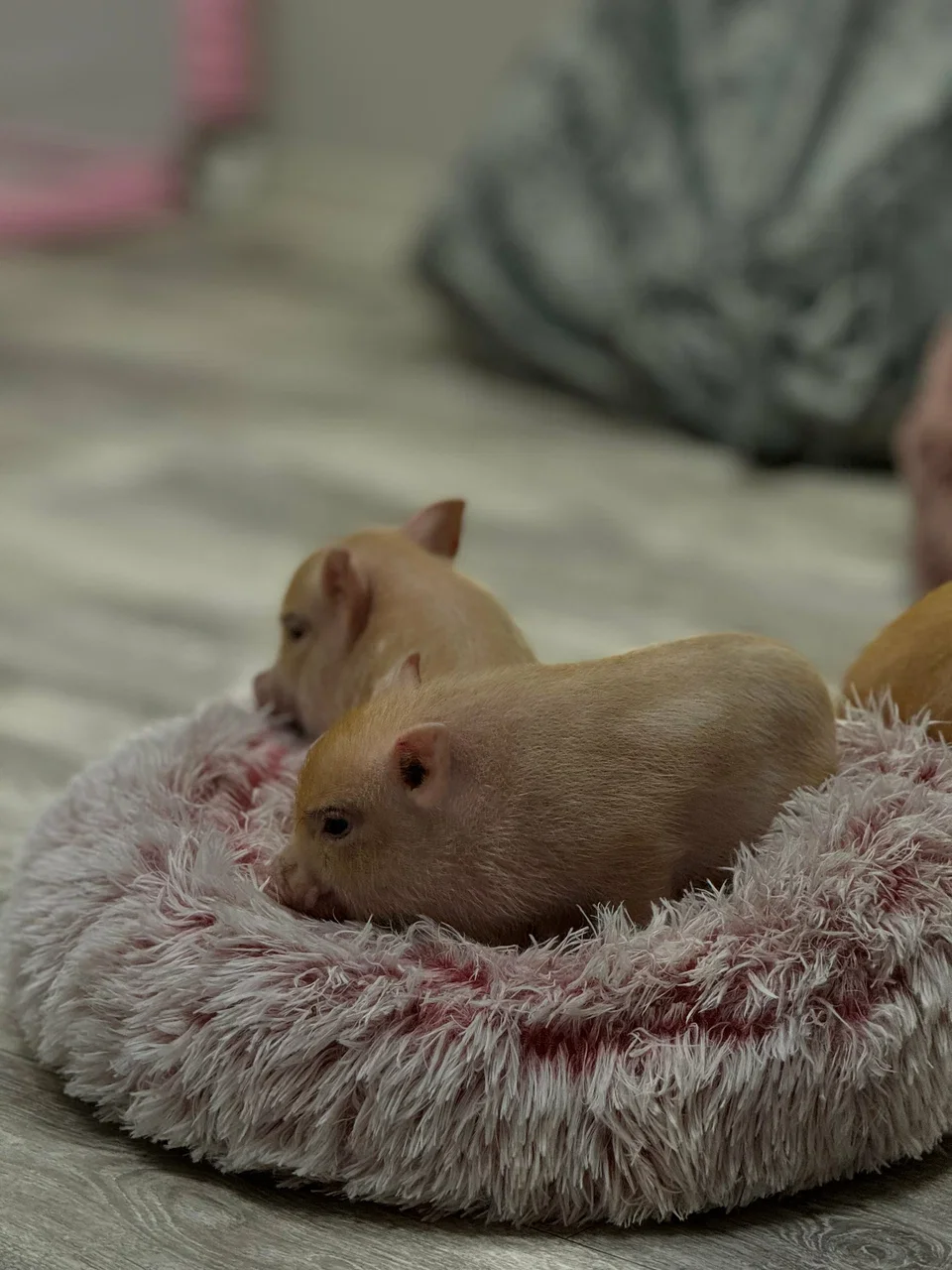 Фото Антикафе с мини-пигами Piggi Place на Профссоюзной - Зоопарки / Фермы / Океонариумы в Москве | Досугатор