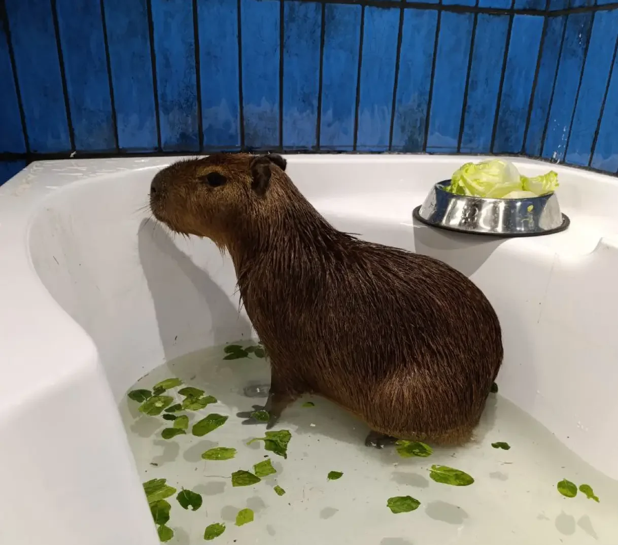Фото Антикафе Капибарная - Антикафе с животными в Москве | Досугатор