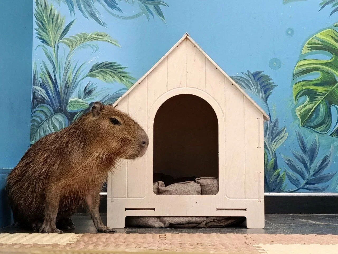 Фото Антикафе Капибарная - Антикафе с животными в Москве | Досугатор